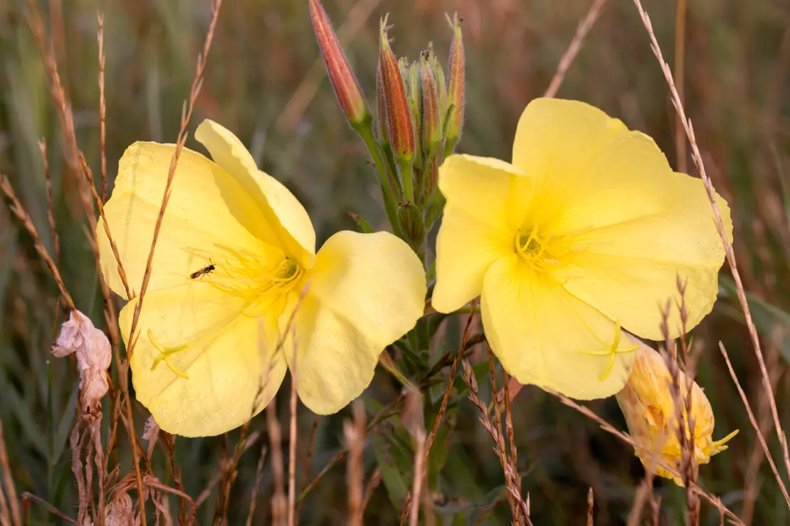 Lamarcks Zweijährige Nachtkerze (Oenothera glazioviana) [1]